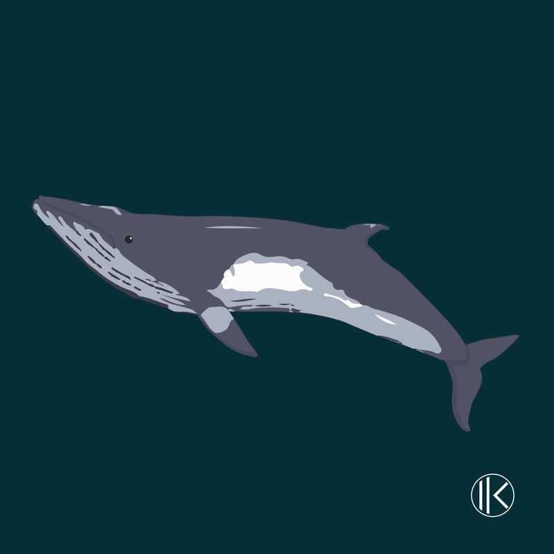 Ikon - Le Rorqual